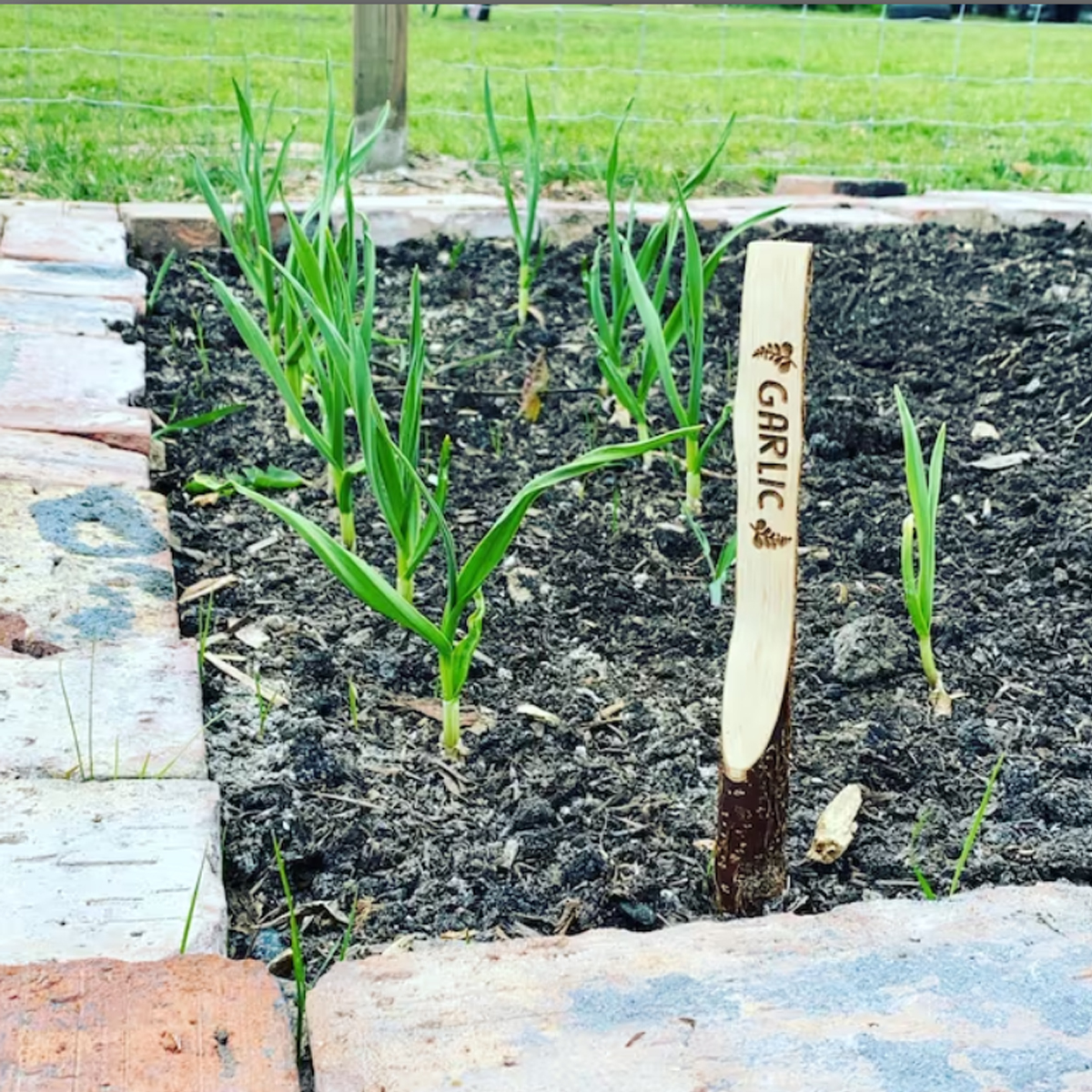 Wooden stake like plant marker whittled and engraved with garlic on it.